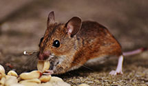 24 Hour & Emergency Exterminators in Norwegian Twp, PA